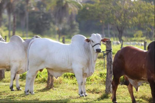 Piauí intensifica vacinação contra febre aftosa e quer atingir 95% de cobertura vacinal.(Imagem:Divulgação)
