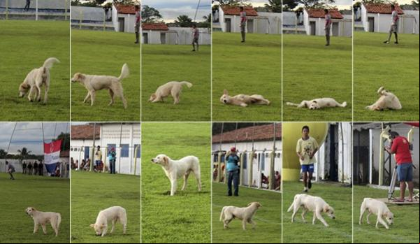 Vira-lata invade semifinal, posa para fotos e traz azar ao time da casa.(Imagem:Josiel Martins )