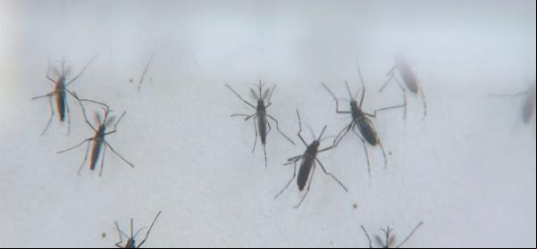 Mosquito Aedes Agypt transmite a dengue(Imagem:Rodrigo Sargaço)