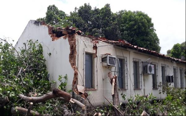 Mais de 20 árvores caem e destroem salas da Uespi.(Imagem:Divulgação)