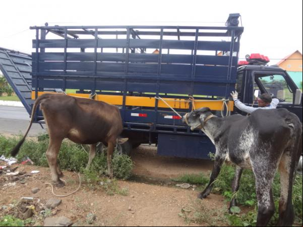 PRF apreende animais soltos às margens das rodovias em Floriano.(Imagem:FlorianoNews)