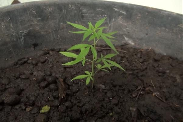Maconha cultivada em casa. (Imagem:Divulgação)