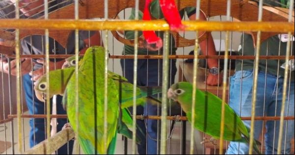 Semarh acolhe e recupera animais silvestres resgatados no Piauí.(Imagem:Ascom Semarh)