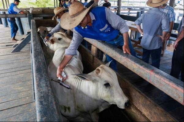 Vacinação0 contra a febre aftosa.(Imagem:Marcos Vicentti/Secom)