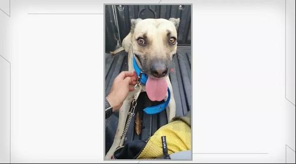 Cachorro é resgatado pela polícia após vídeo de agressão viralizar.(Imagem:Reprodução)