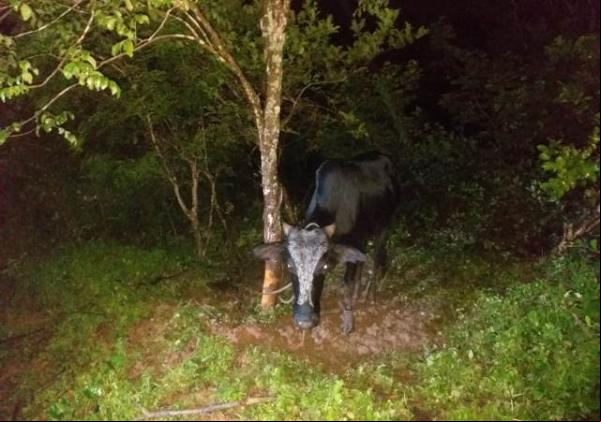 Polícia de Barão De Grajaú desarticula quadrilha especializada no crime de furto de animais (Imagem:Divulgação/PM)