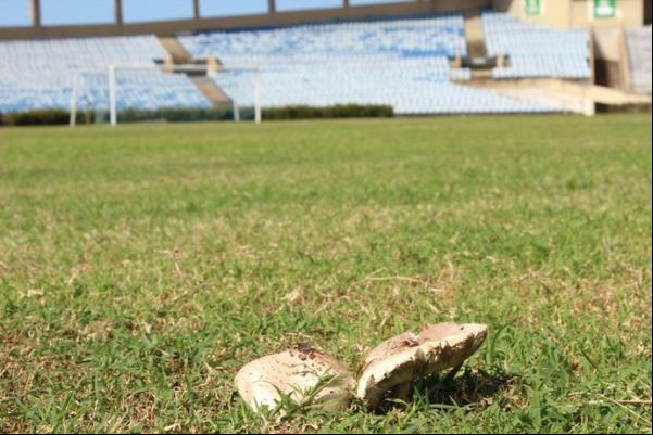 Fungos se espalham pelo gramado que nunca foi trocado desde 1973.(Imagem:Renan Morais/GloboEsporte.com)