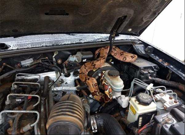 Motorista descobre cobra de 2 metros em motor de carro em Floriano.(Imagem:Arquivo pessoal)