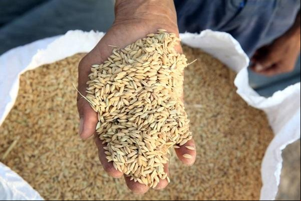 Segundo dados do Instituto Rio Grandense do Arroz (Irga) a safra terminou com a produção de 7,16 milhões de toneladas de arroz(Imagem:GettyImages)