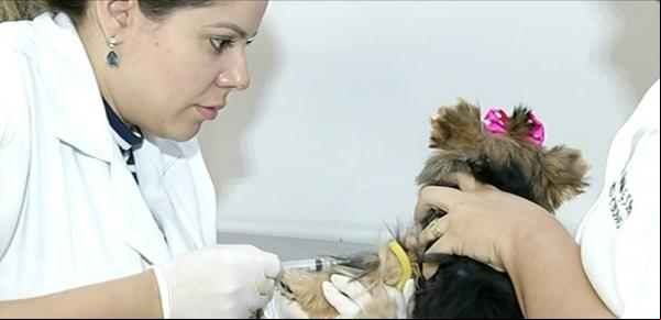 Teste de calazar em cães(Imagem:Reprodução)