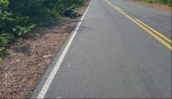 Homem morre ao colidir com vaca na PI-115.(Imagem:Divulgação/PM-PI)
