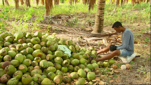 Gleisson descasca cerca de dois mil cocos por dia de trabalho(Imagem:Reprodução/TV Globo)