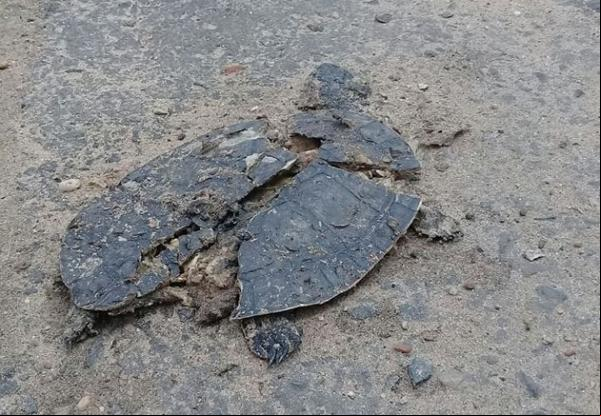 Mortes de cágados aumentam em Teresina e blitz quer evitar atropelamentos.(Imagem:Jackeline Lustosa)