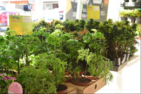 Prefeitura abre IV Festival de Flores de Holambra em Floriano(Imagem:Secom)