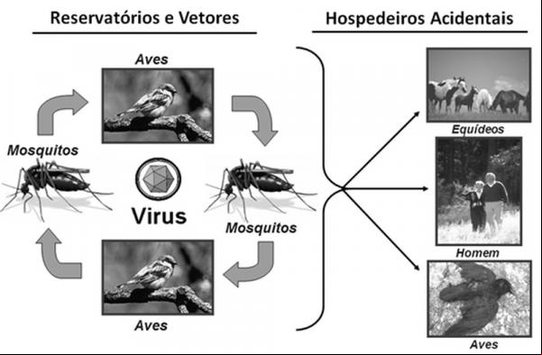 Forma de transmissão da febre do Nilo Ocidental. (Imagem:Reprodução/Ministério da Saúde)