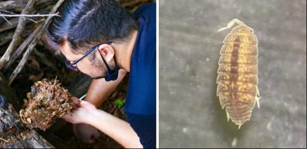 O biólogo Carlos Bezerra e a espécie Paratrichorhina piauiensis.(Imagem:Carlos Bezerra)