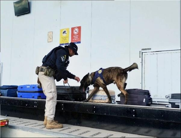Polícia Federal realiza fiscalização com cães farejadores no Aeroporto de Teresina(Imagem:Divulgação)