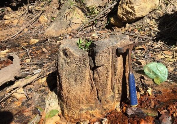 Nova Floresta Fóssil é descoberta as margens de riacho em Teresina.(Imagem:Ascom/Semam)