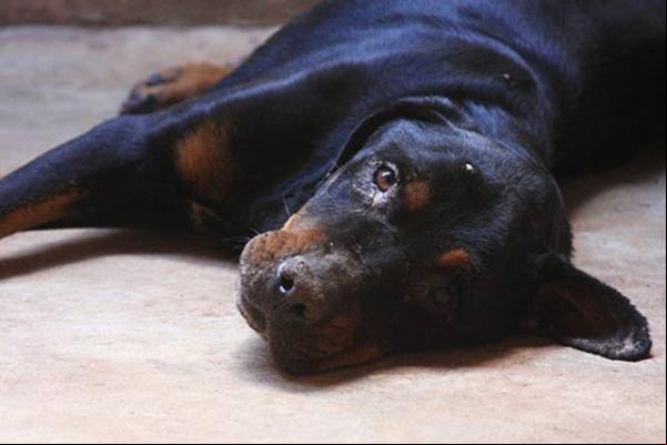 Teresina contará com delegacia para apurar crimes contra animais.(Imagem:florianonews.piauiconectado.com)