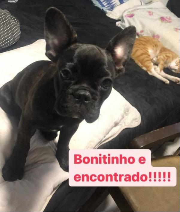 Cão roubado durante arrastão em casa na Zona Norte de Teresina é recuperado quase 48 horas depois(Imagem:Reprodução)