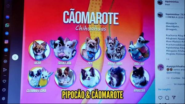 Com 24 cães participantes, Big Dog Brasil faz paródia do BBB original: vamos dar aquela auspiadinha?(Imagem:Reprodução)