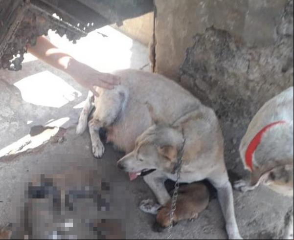 Suspeita de matar filhotes de cachorro ou animais mortos por debaixo da porta da casa, em Teresina.(Imagem:Arquivo pessoal)