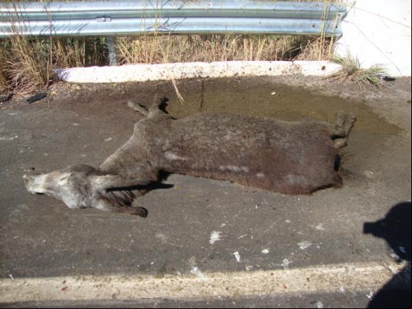 Animal na pista provoca acidente na BR 230(Imagem:Redação)