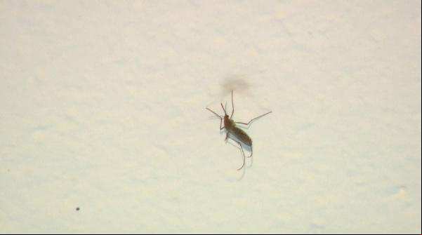 Doença é transmitida pelo mosquito comum.(Imagem:Márcio Meireles/EPTV)