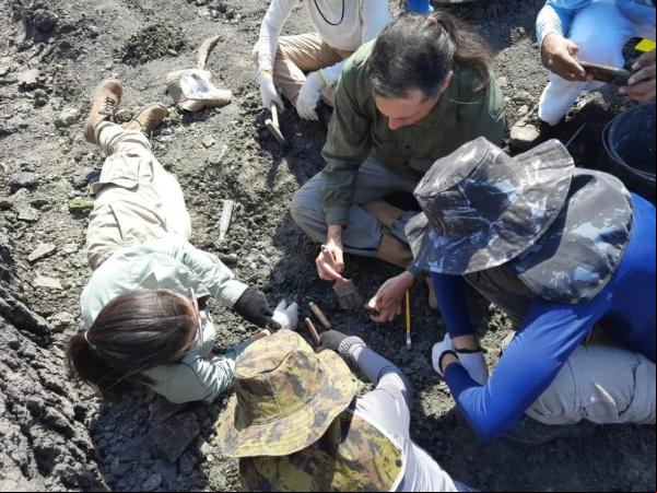 Professor e estudantes de arqueologia encontram fóssil de preguiça-gigante no Sul do PI.(Imagem:Divulgação)