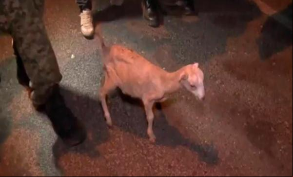 PM apreende cabrito em mochila e descobre