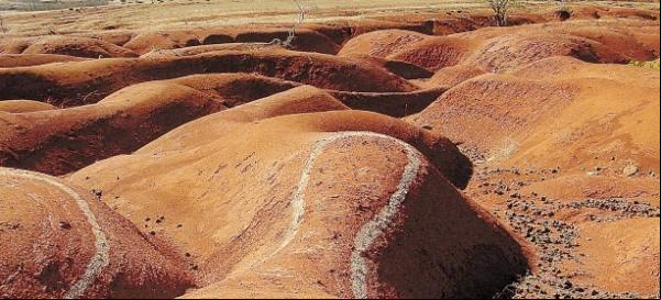 Piauí terá projeto piloto contra desertificação, anuncia diretor do MMA.(Imagem:Paulo de Araújo/MMA)