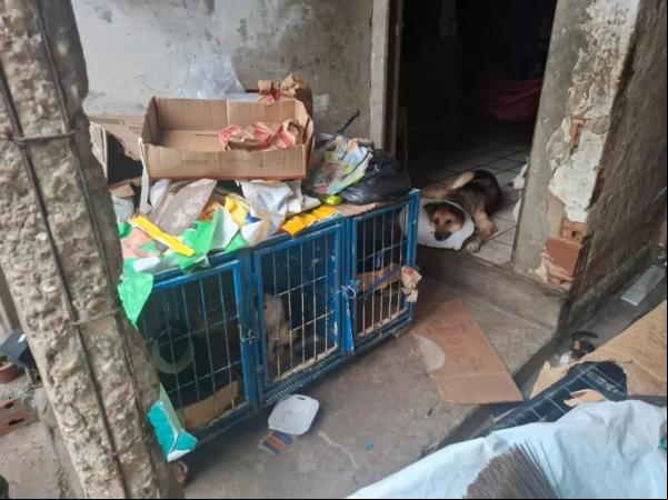 Cinco falsos veterinários são presos em Teresina.(Imagem:PI)