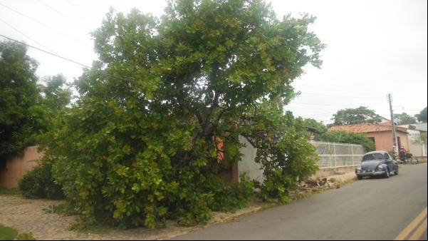 Forte ventania arrancou árvores e placas em Floriano..(Imagem:FlorianoNews)